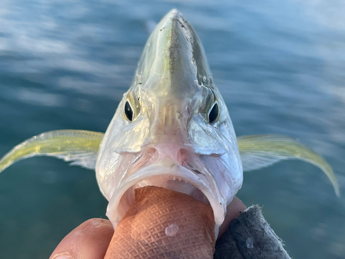 カスミアジの釣果