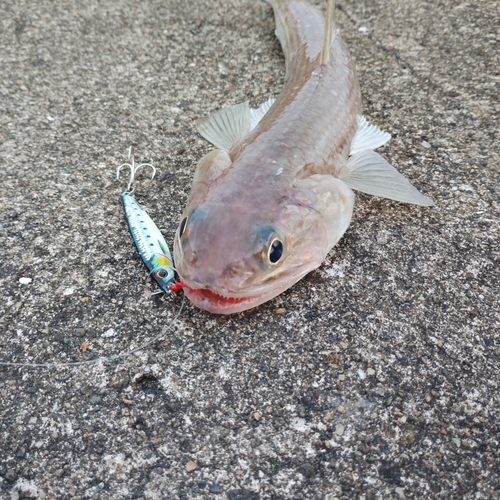 エソの釣果