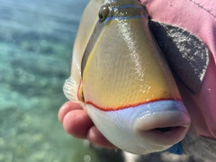 モンガラカワハギの釣果