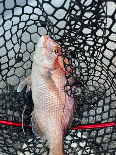 マダイの釣果