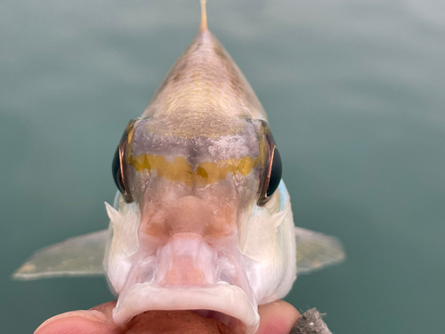 ヒトスジタマガシラの釣果