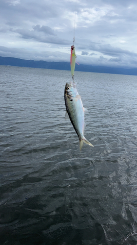 コノシロの釣果