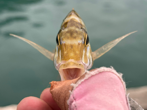 ハマフエフキの釣果