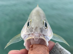 ミナミフエダイの釣果