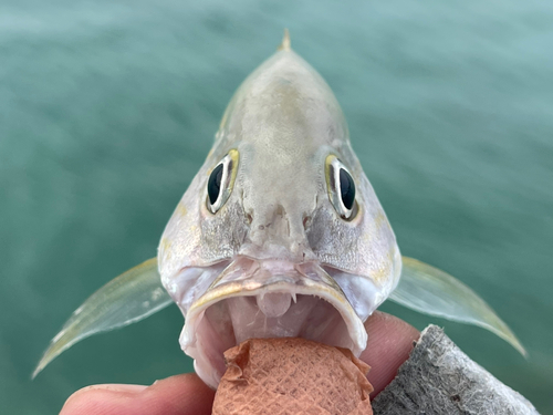 ミナミフエダイの釣果