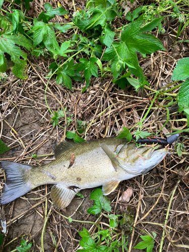 スモールマウスバスの釣果