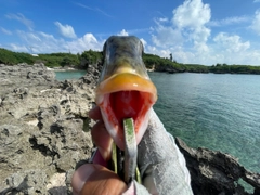 ムネアカクチビの釣果