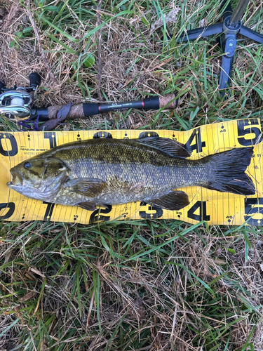 スモールマウスバスの釣果