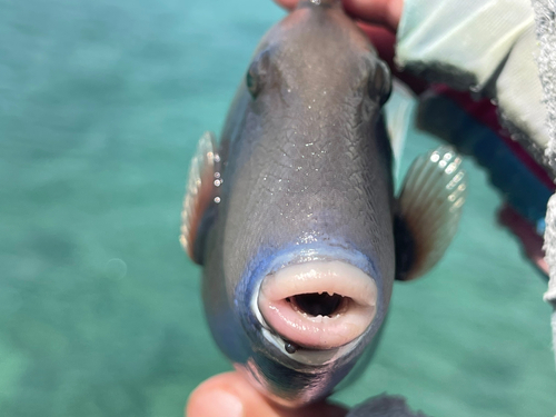 ツマジロモンガラの釣果