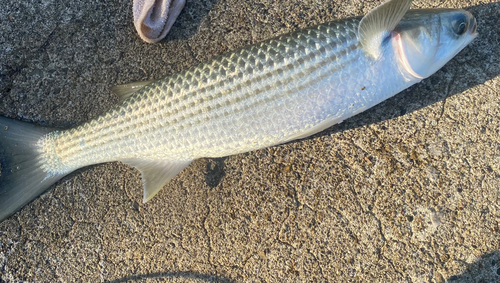 ボラの釣果