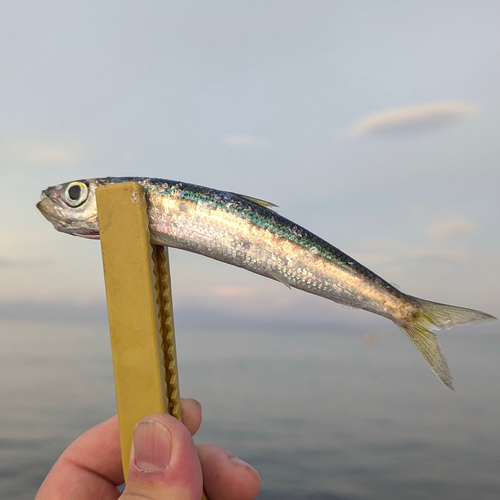 ウルメイワシの釣果