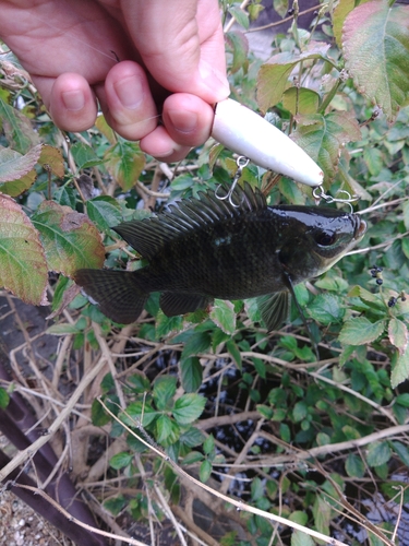 ティラピアの釣果