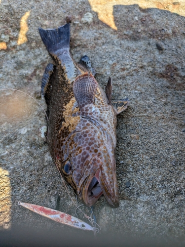 ネリゴの釣果