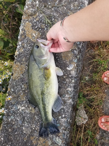 ラージマウスバスの釣果