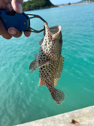 イシミーバイの釣果