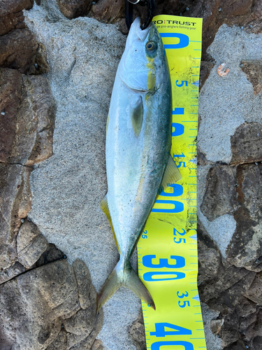 ハマチの釣果