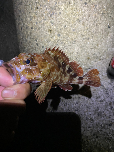 カサゴの釣果