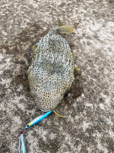 イシガキフグの釣果