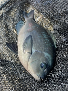 メジナの釣果