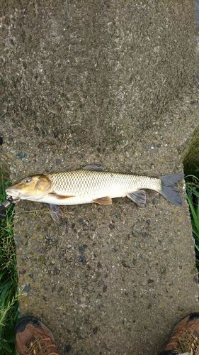 ニゴイの釣果