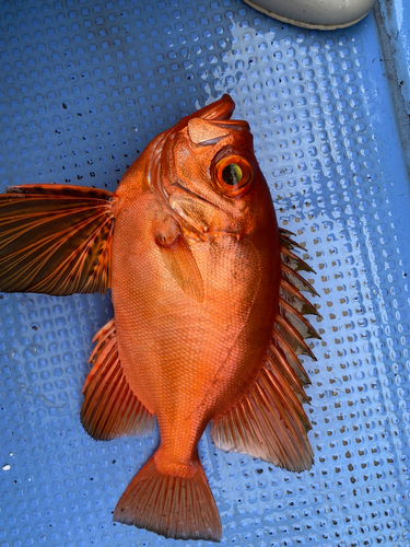 アマダイの釣果