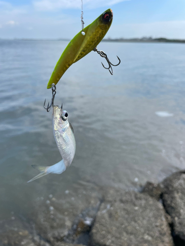 サッパの釣果