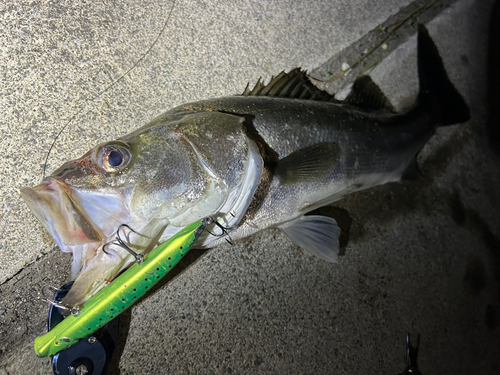 シーバスの釣果