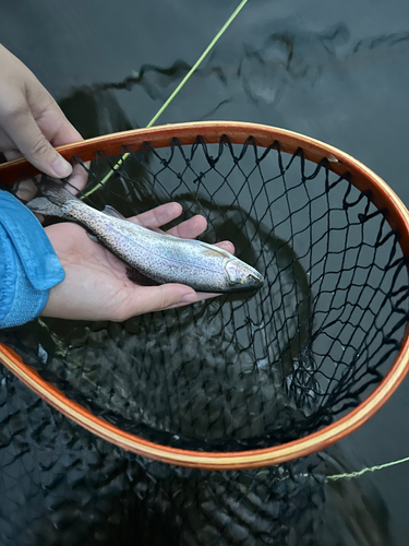 ニジマスの釣果