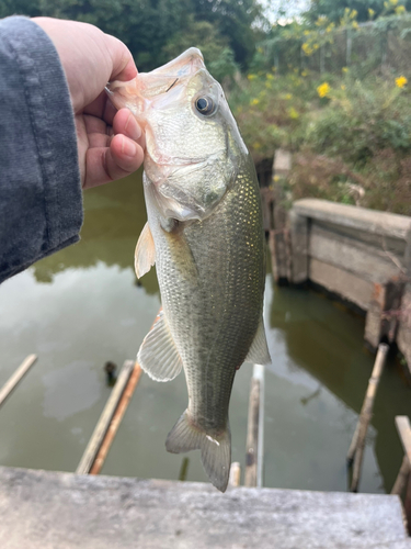 ラージマウスバスの釣果