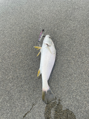 ニベの釣果