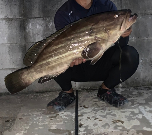 クエの釣果