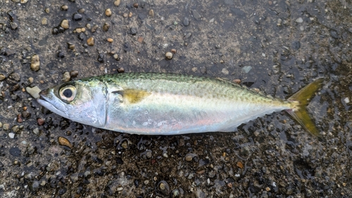 サバの釣果