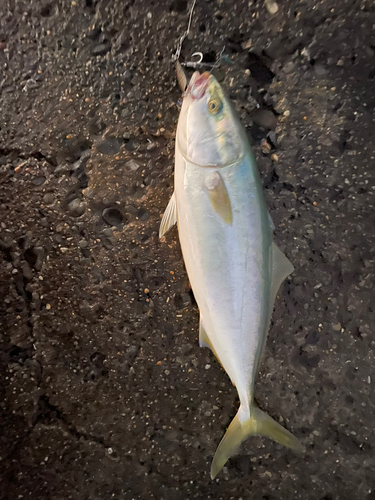 イナダの釣果