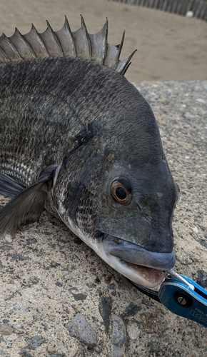 チヌの釣果