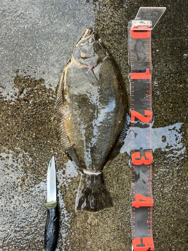 ヒラメの釣果