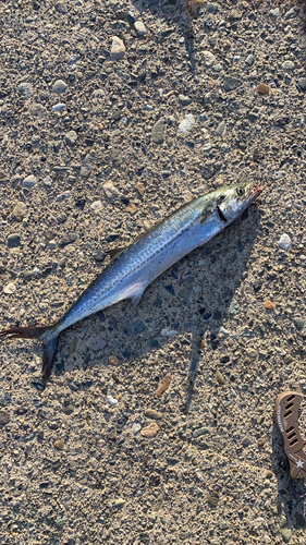 サゴシの釣果