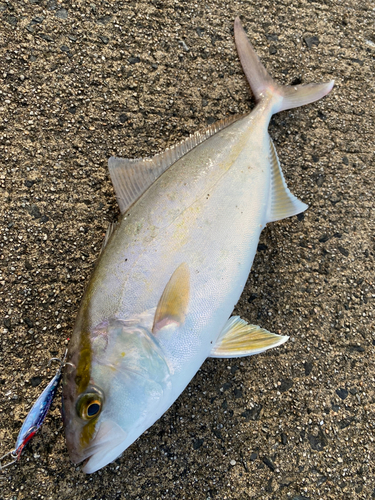 ネリゴの釣果