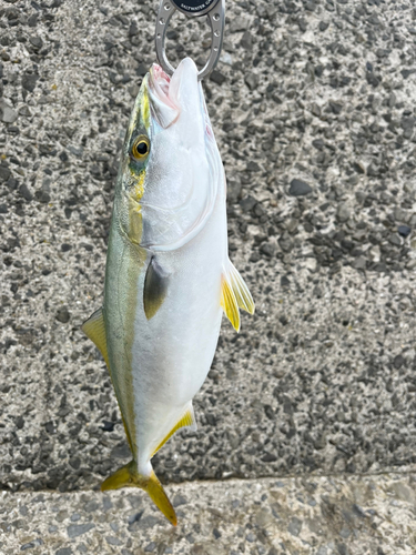 ハマチの釣果