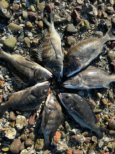 クロダイの釣果