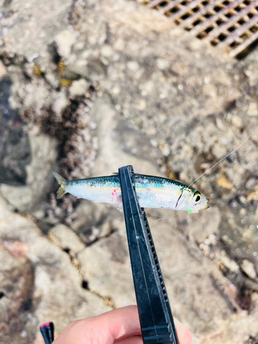 ウルメイワシの釣果