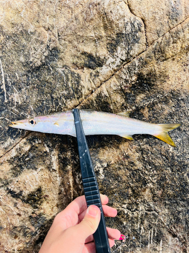 ウルメイワシの釣果