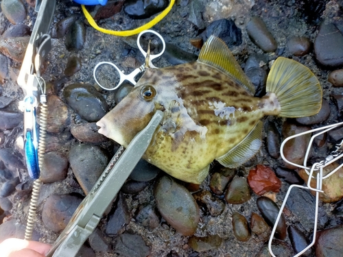 カワハギの釣果