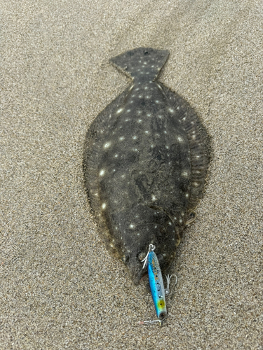 ソゲの釣果