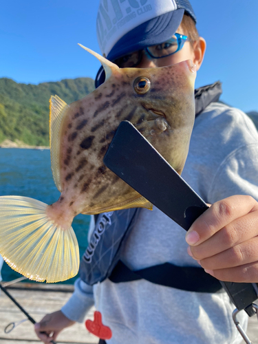 カワハギの釣果