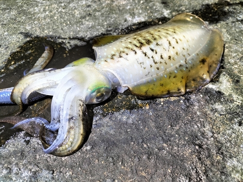 アオリイカの釣果