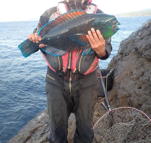 アオブダイの釣果