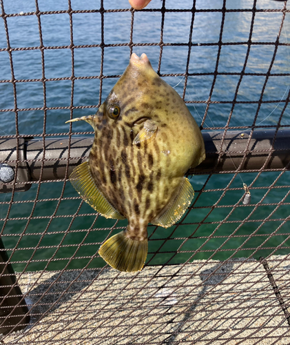 カワハギの釣果