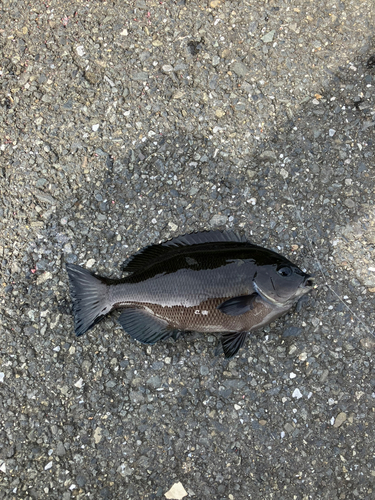 メジナの釣果