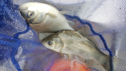 ヘラブナの釣果