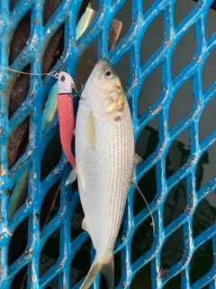 コノシロの釣果